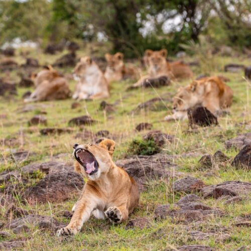 Uganda Gorilla Trekking Safari | 10-Day Primate & Wildlife Tour