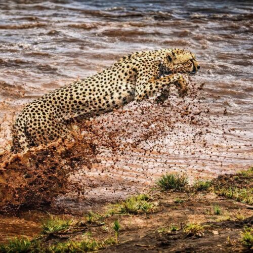 Masai Mara Safari Tour | 5-Day Big Five Kenya Odyssey