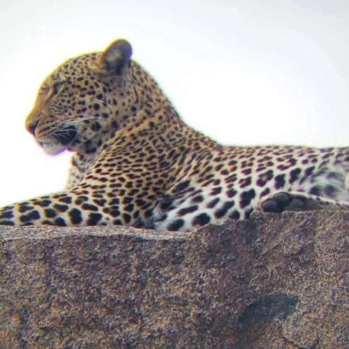 Tanzania Migration Safari: 7-Day Luxury Serengeti Adventure