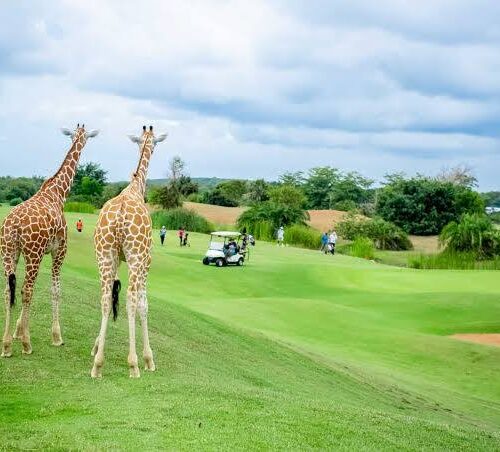 5-Day Kenya Golf Safari: Unleash Adventure On Fairways And Savannas