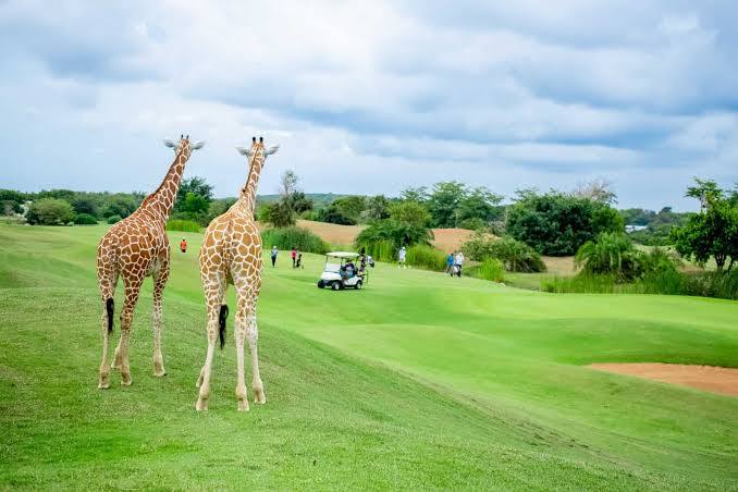 5-Day Kenya Golf Safari: Unleash Adventure On Fairways And Savannas