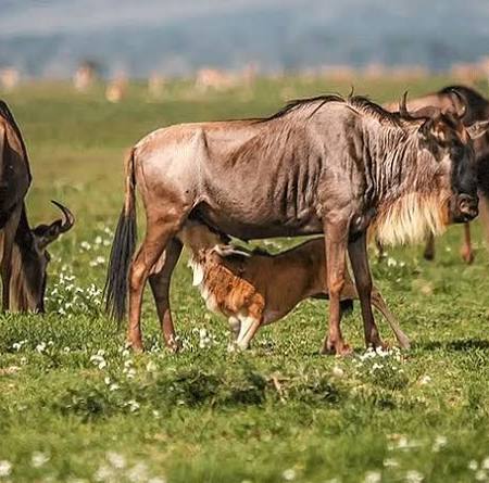 10 Proven Best Kenya Safari and Diani Beach Itineraries for Unforgettable Trips